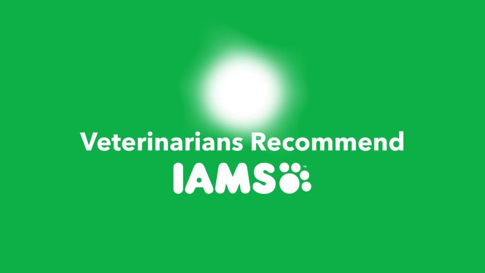 Wholesale prices with free shipping all over United States IAMS High Protein with Real Chicken Flavor Dry Dog Food for Large Breed Adult Dog, 30 lb. Bag - Steven Deals
